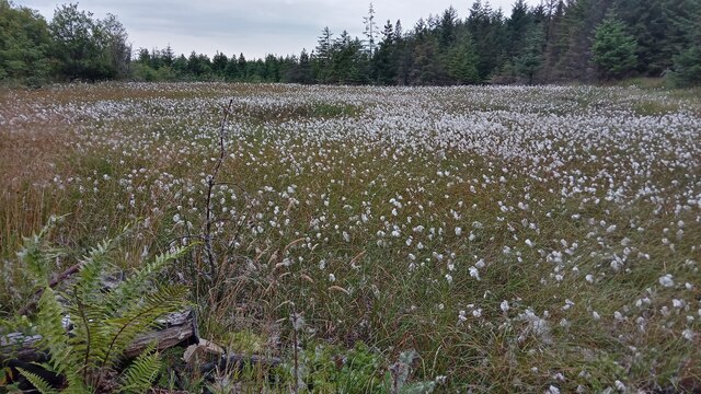 A Cotton Grass Pond