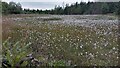 NS9361 : A Cotton Grass Pond by Ian Dodds