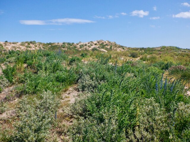 Cleared dunes, Yellow Craig © Richard Webb cc-by-sa/2.0 :: Geograph ...