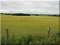 Barley field at Nether Craigwell