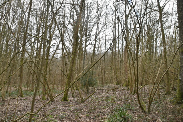 Minepit Wood © N Chadwick :: Geograph Britain and Ireland