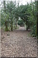 Footpath, Selsfield Common