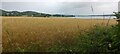 Wheatfields beside the Beauly Firth, Bunchrew