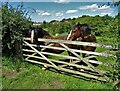 Horses at a gate, Nottingham Road, Selston Common