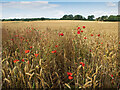 TL2617 : Poppies in the barley by Patrick Mackie