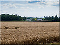 A field of barley