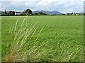 Field at Woodside Farm