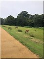SJ7487 : Young Fallow Deer Bucks grazing, Dunham Park by Philip Cornwall