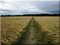 Footpath through a barley field