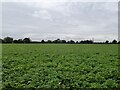 A large potato field at Common Farm