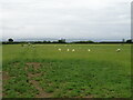 SO9429 : Sheep grazing, Gotherington Fields  by JThomas