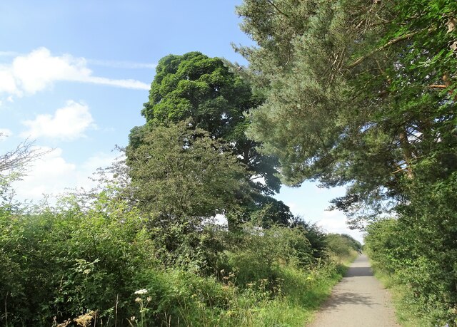 Trees along the old railway