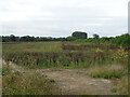 Crop field and hedgerow near Barn Farm Cottage