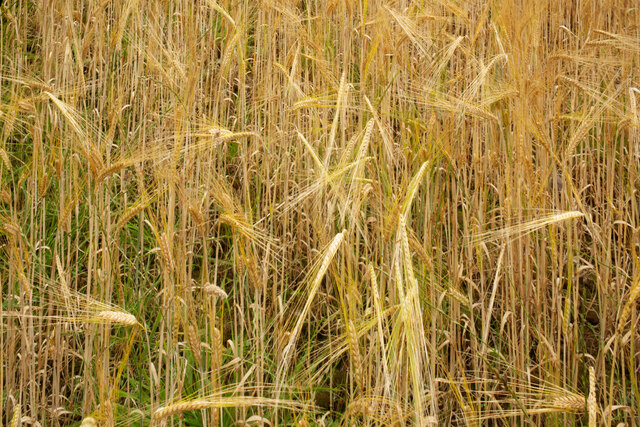 Barley field on the Black Isle