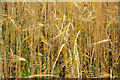 NH6856 : Barley field on the Black Isle by Julian Paren