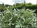 Globe artichokes, Hill Close Gardens, Bread and Meat Close, Warwick