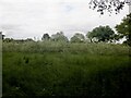 Young trees, Corby Hill