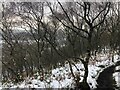 Path through Birch Wood on Congleton Edge