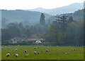 Sheep near Garden Cottage