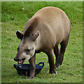 Lowland tapir, Yorkshire Wildlife Park