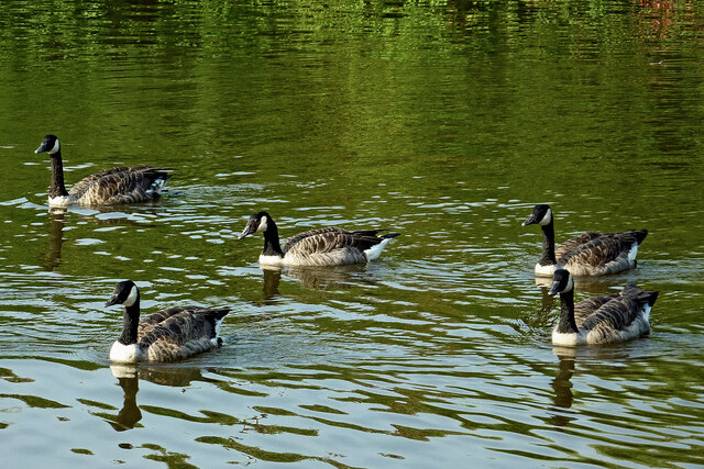 Canada on sale goose hanley