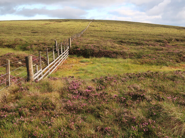 Fence and bog between Black Law and Conscleuch Head