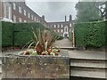 TQ2488 : Planter in front of Yew Tree Court, Temple Fortune by David Howard