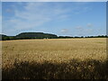 Cereal crop towards Dumbleton