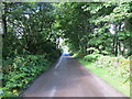 Tree-lined road at Mains of Brotherton