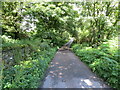 Tree-lined minor road near to Miltonhaven Caravan Park