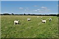 St. Mary in the Marsh: Sheep grazing in a large field