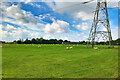 Sheep in a field near Gretna