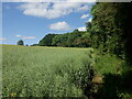 Oilseed rape, Docklow