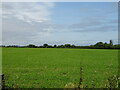 Grassland near Marybrook Bridge