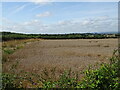 Cereal crop near Pershore