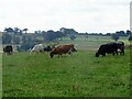 Grazing cows near Hurbuck Cottages