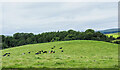 Domed Field with cattle