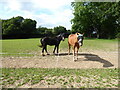 Ponies in a paddock near Prestwood