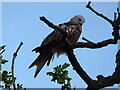 SP8600 : Young Red Kite in a tree at Prestwood, Bucks by Jeremy Bolwell