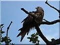 Young Red Kite calling in a tree at Prestwood, Bucks