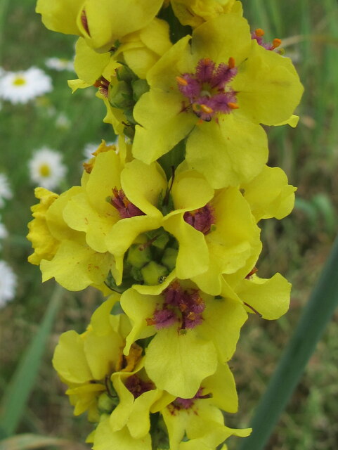 Flowers of mullein