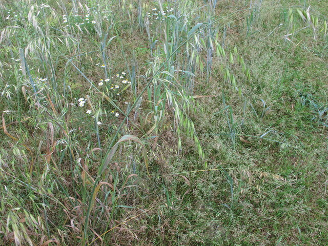 Grass crop, Wormsley Estate