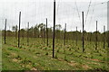 Hop field