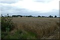 Field beside Binsley Lane