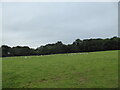 Sheep field with a herd of Badger Faced Welsh Mountain Sheep