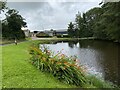 Duck pond at Gelli Fawr Farm