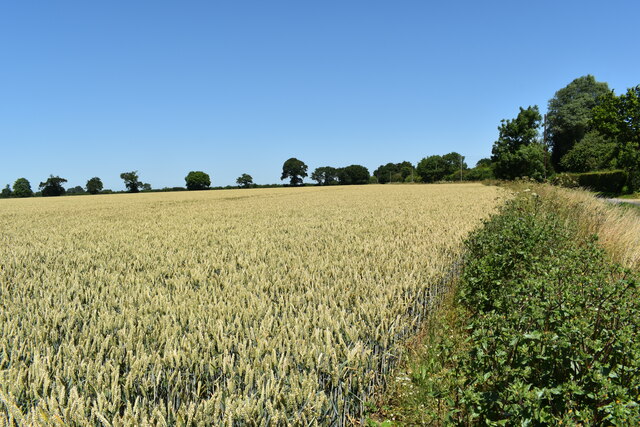 Ripening wheat field, Coddenham Green