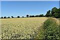 Ripening wheat field, Coddenham Green