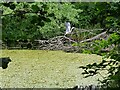 Heron taking flight at Swan Pool, Droitwich Spa