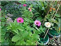 Zinnias in Hampstead Garden Suburb 